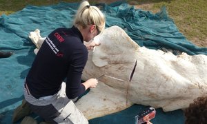 Grootwithaai gedissekteer